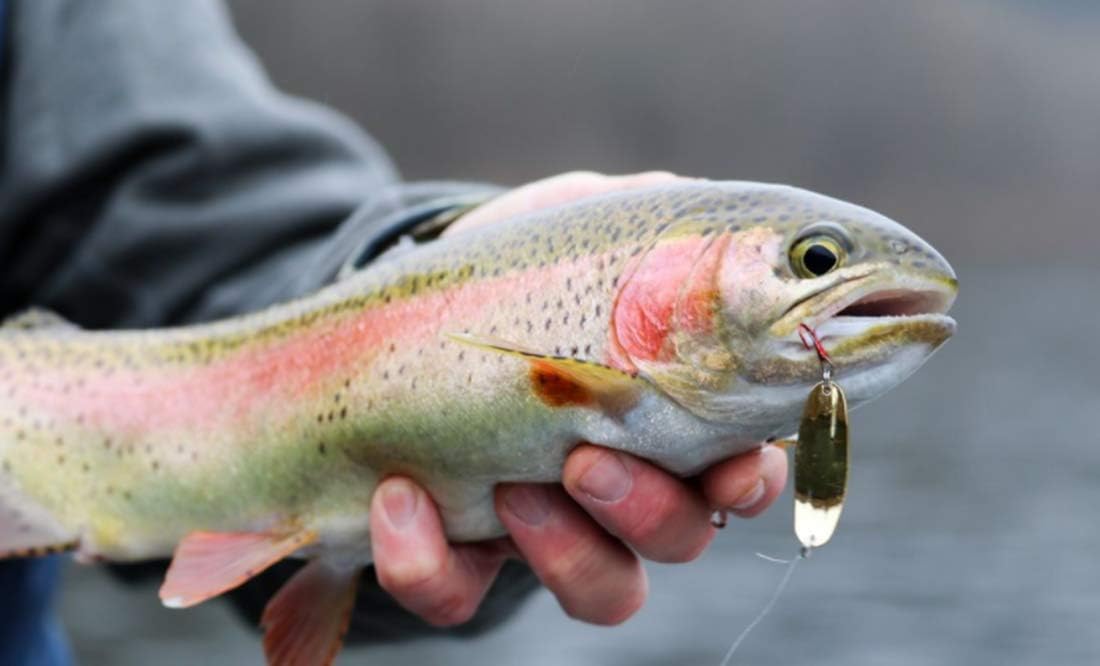 Cuchara de carcaj para pesca en hielo Walleye Crappie