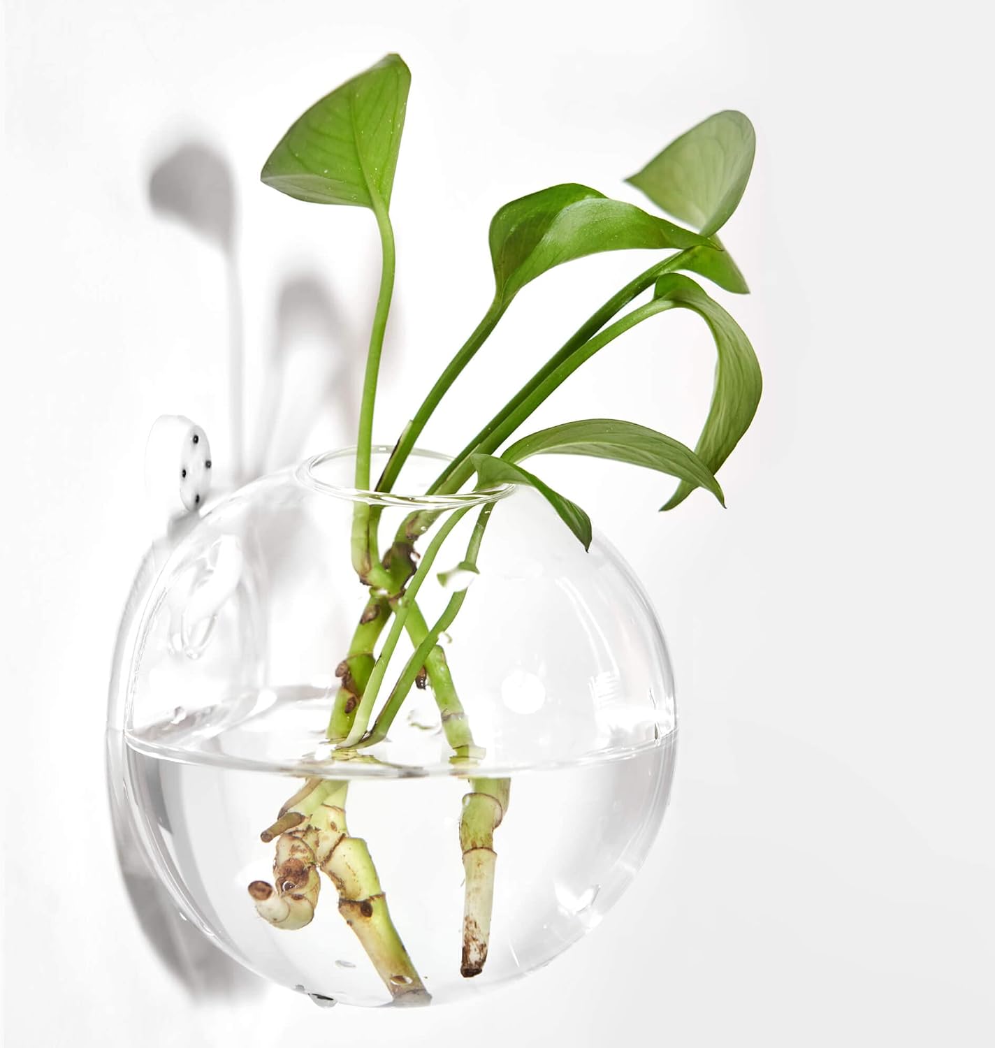 Macetas colgantes terrario vidrio para plantas