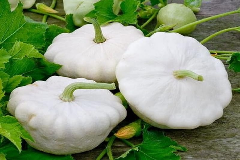 Semillas Calabacín Early White Patty Pan No GMO
