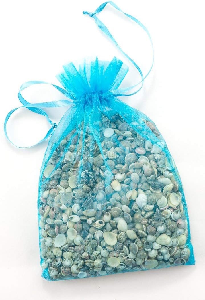 Conchas marinas mini para jardín de hadas y manualidades