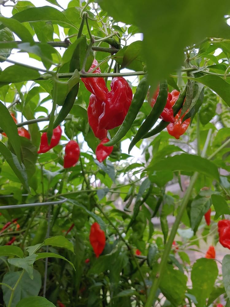 Semillas pimiento Bhut Jolokia picante genuino EE.UU.