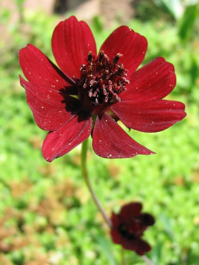 Semillas cosmos chocolate flores dobles jardín