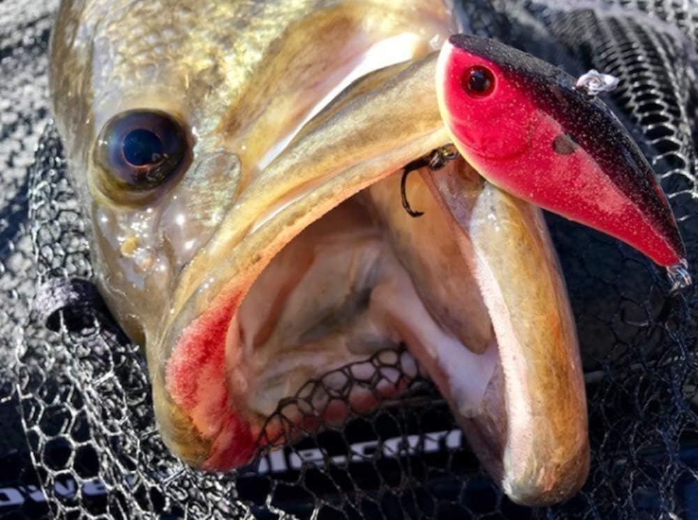 Señuelo lubina duro Knocker