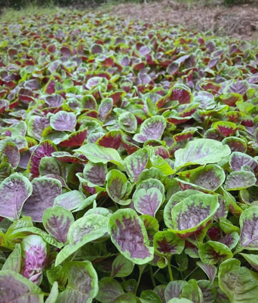 500 Pzas Semillas Amaranto Tricolor Vegetales