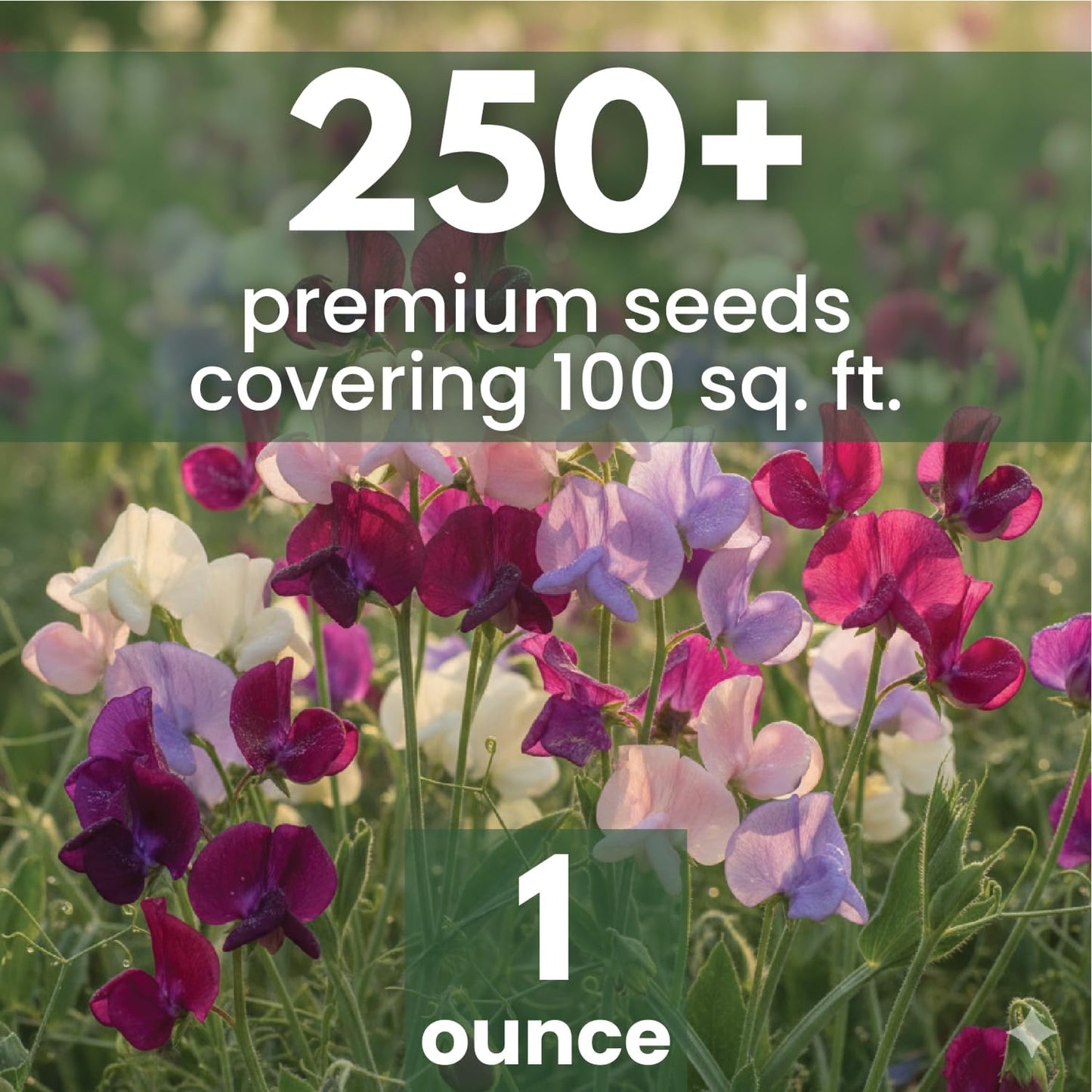 Semillas Sweet Pea Royal Family Mix 1oz