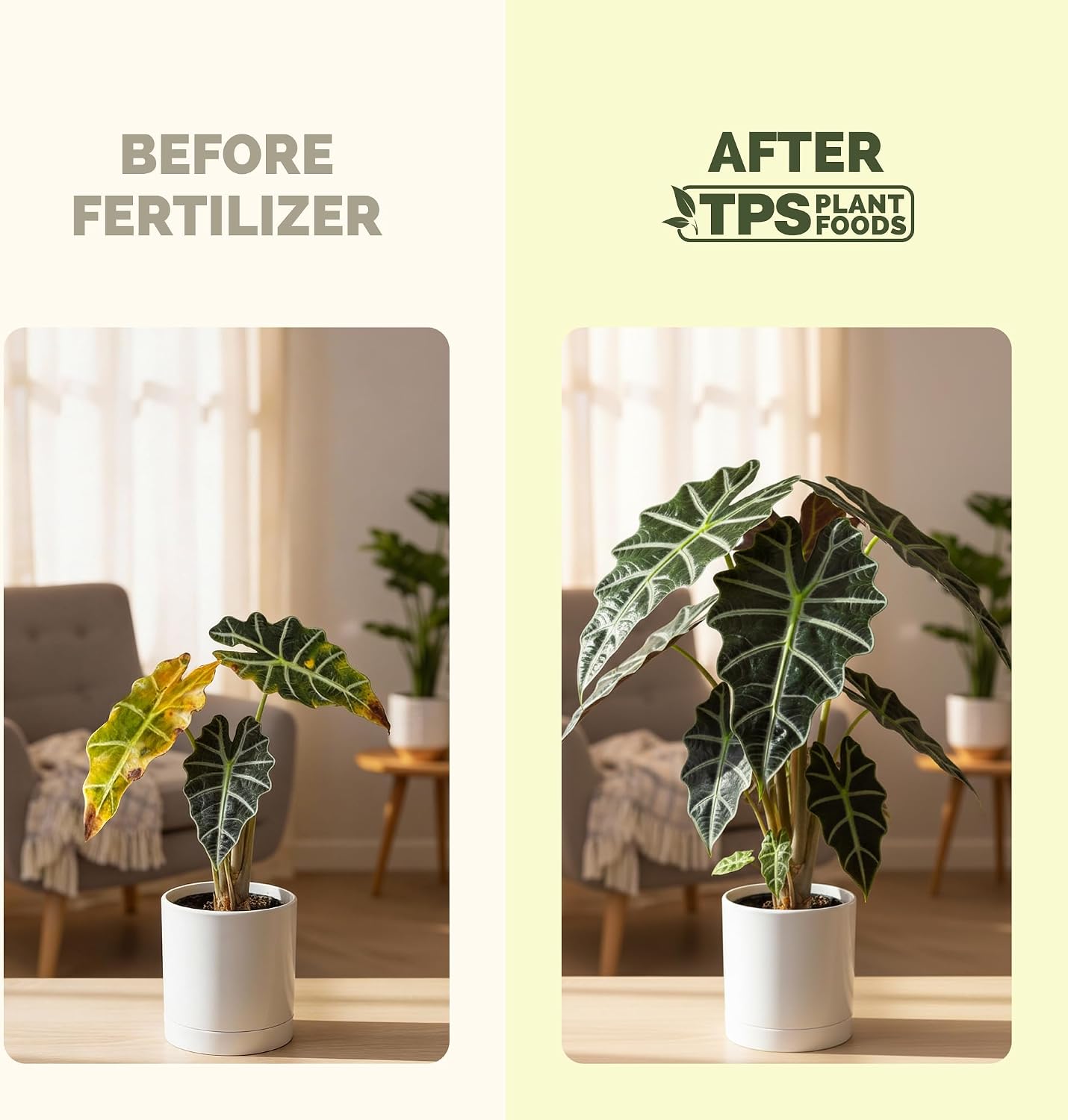 Fertilizante líquido completo para Alocasia 32oz