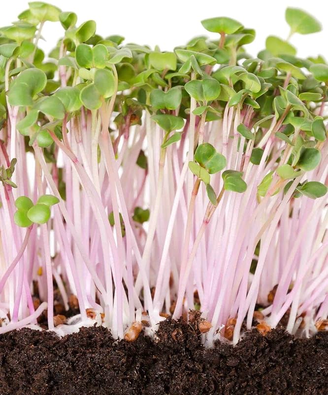 Mezcla germinación alta rábano daikon y rosa roja 1/4libra