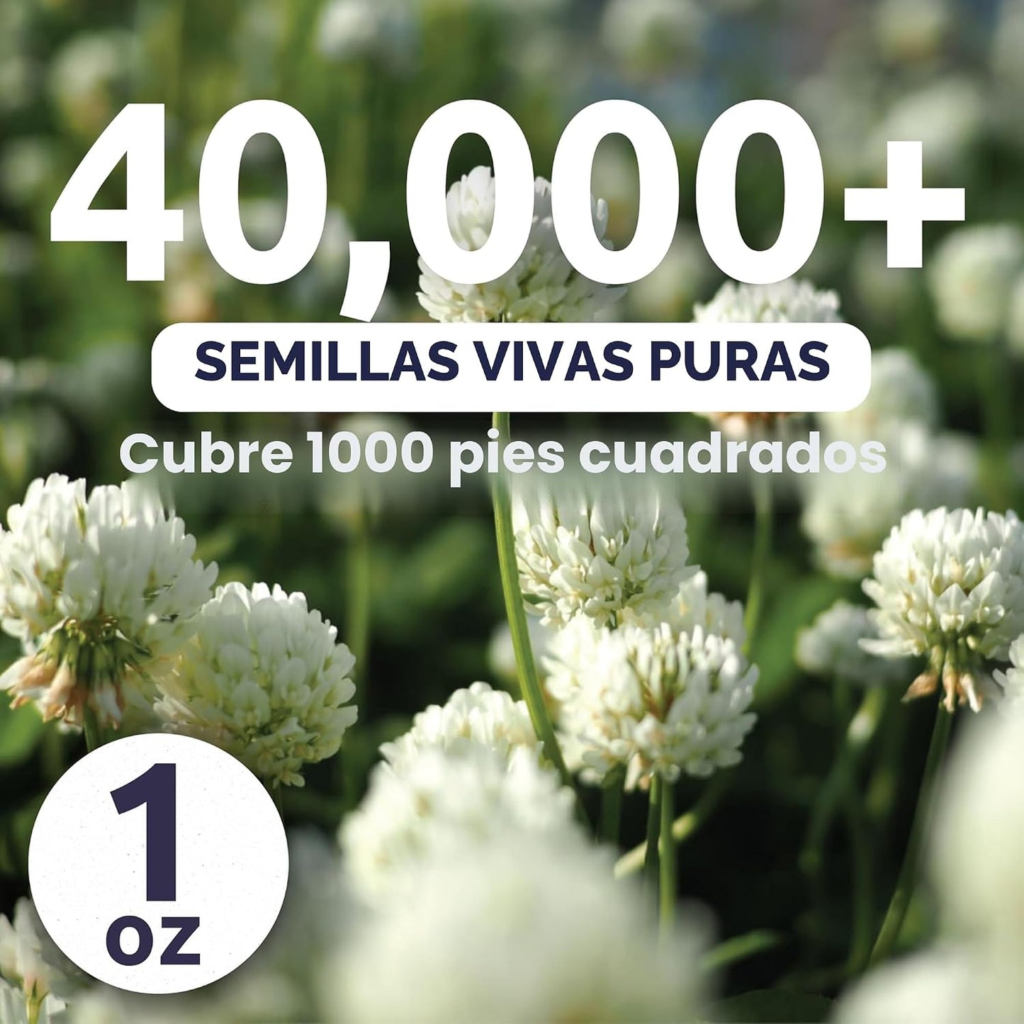 Trébol holandés blanco 40000 semillas 1oz