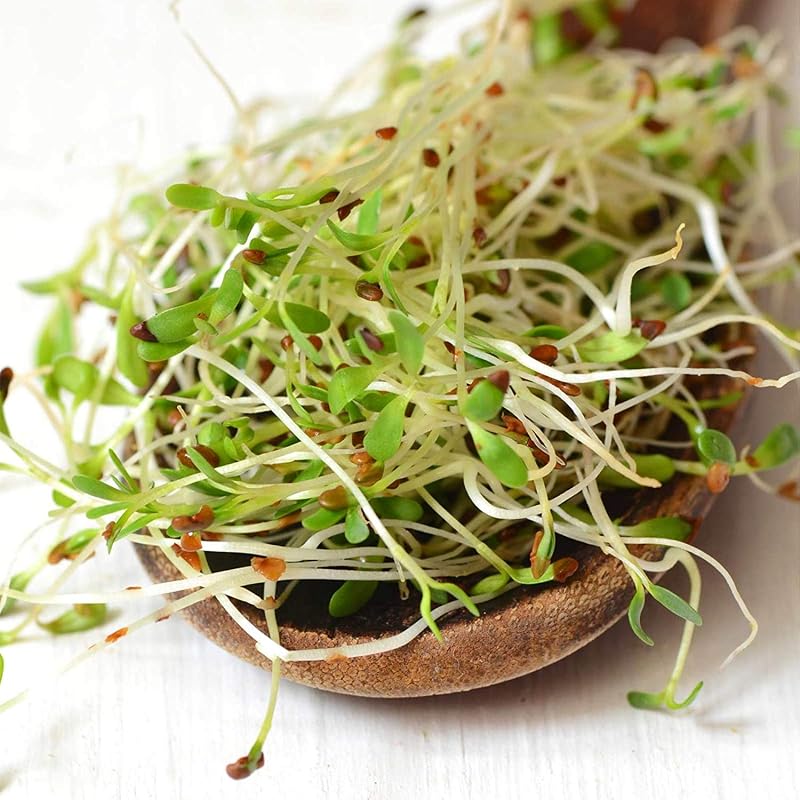 Semilla brote alfalfa orgánica alta germinación comestible