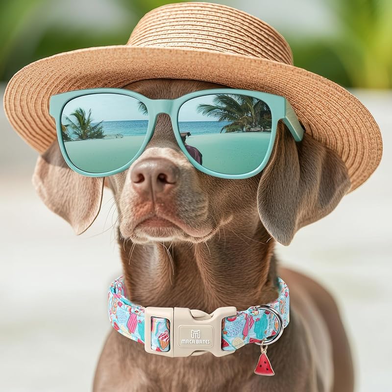 Collar verano perro grande con dije sandía ajustable azul