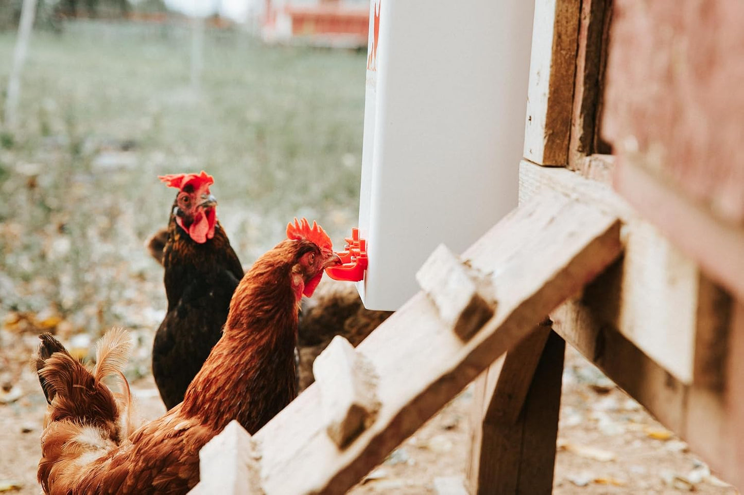 Bebedero pollo 2gal con tazas auto llenado pezones
