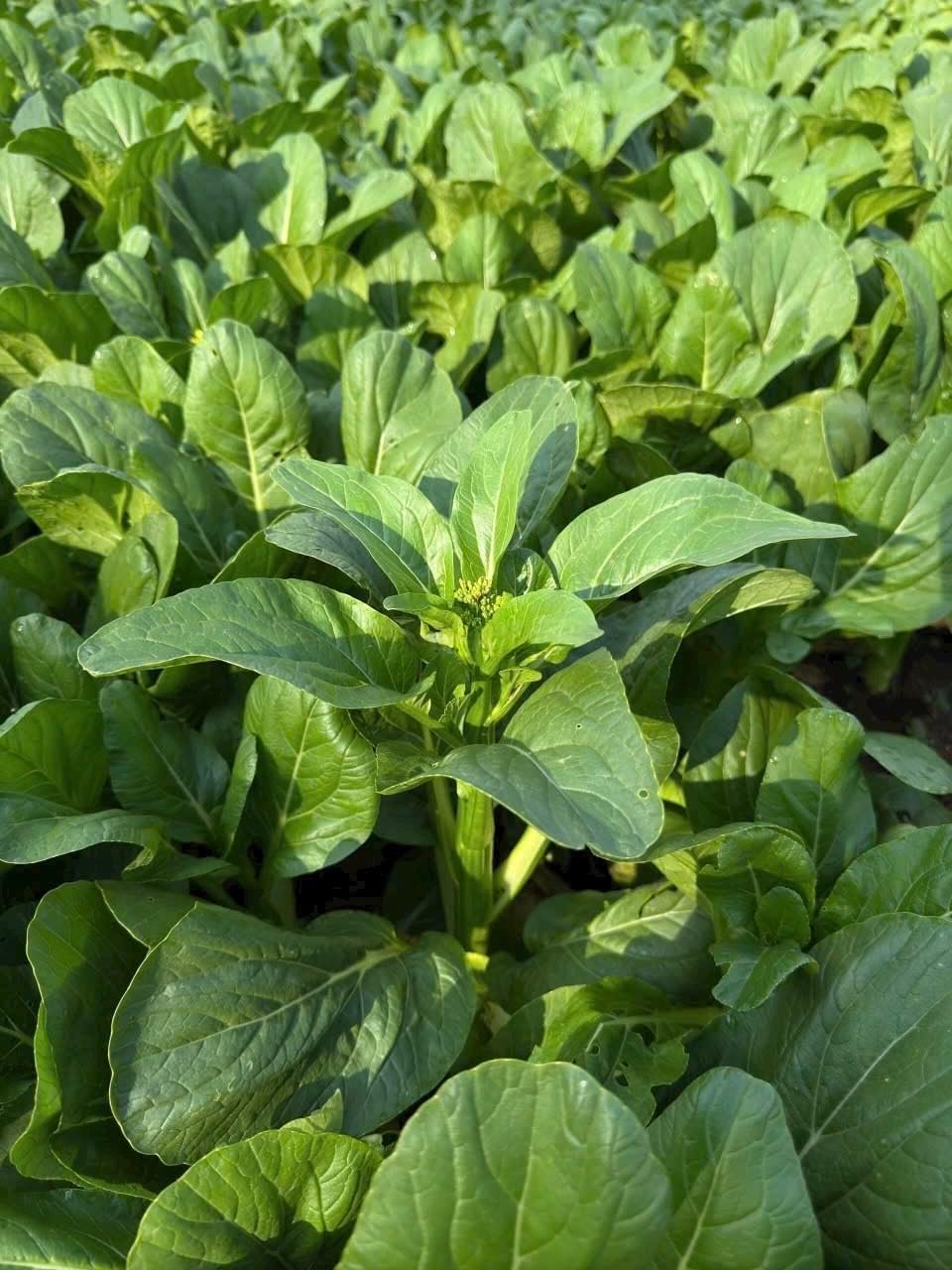 4000 Semillas Choy Sum Alta Calidad 99% Germinación