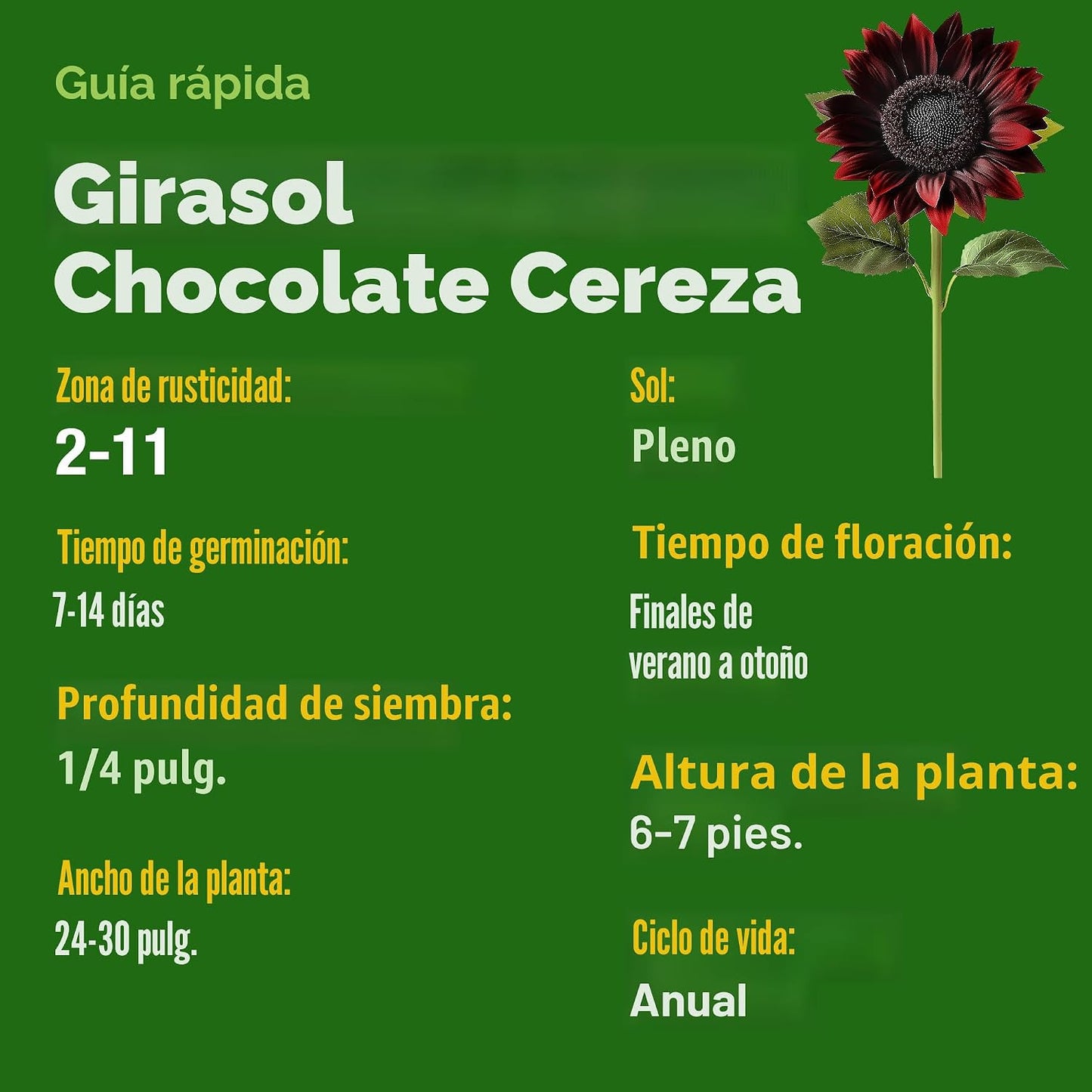 Semillas girasol cereza chocolate 75 unidades flor alta jardín