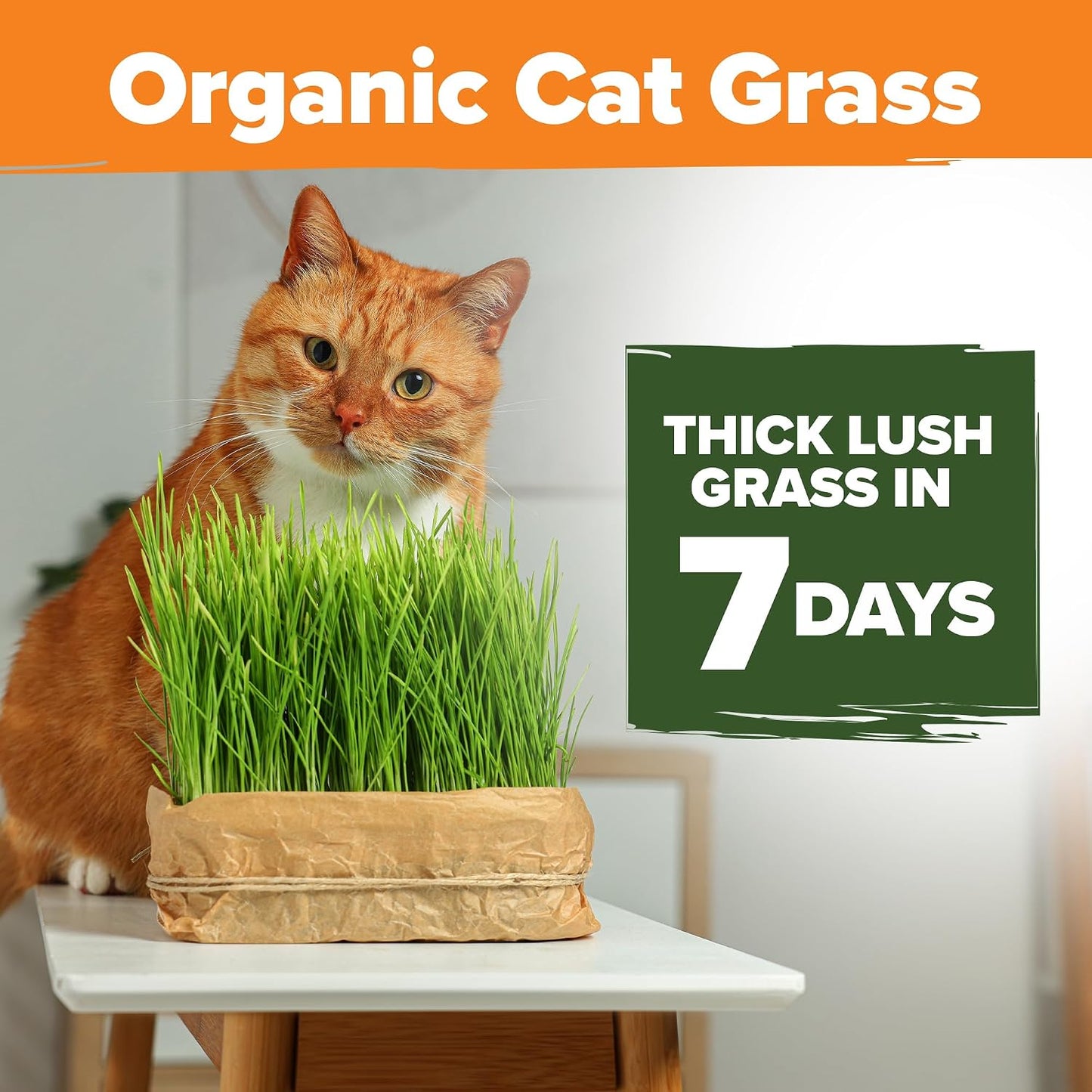Mezcla orgánica semillas hierba gato 4oz maceta interior