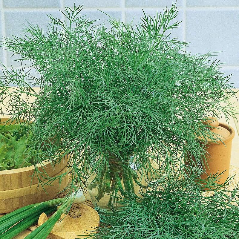 Semillas Eneldo Alligator Gigante Vegetal No OGM