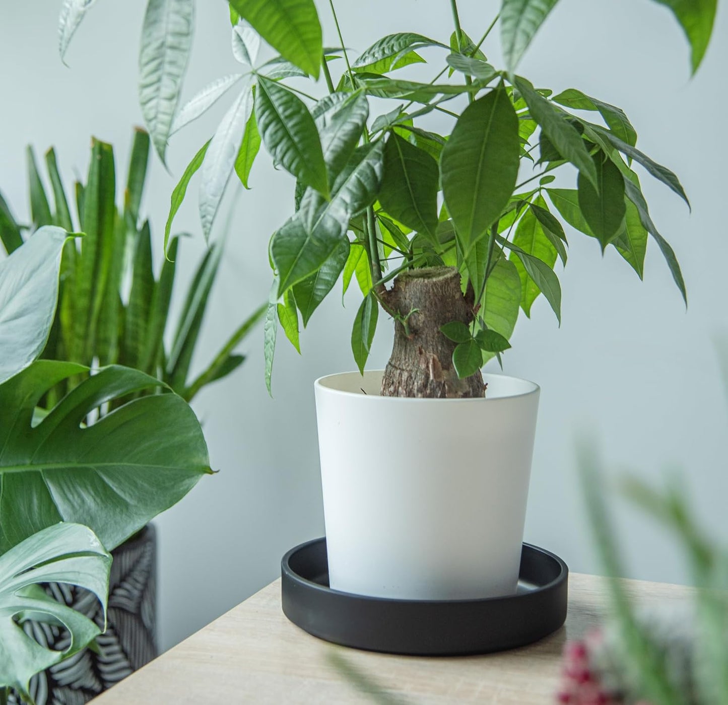 Platillo Plástico 8" Drenaje Plantas Negro Mate