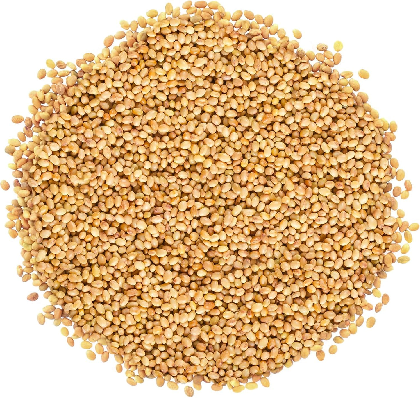 Semillas trébol orgánicas 10lb para germinar veganas