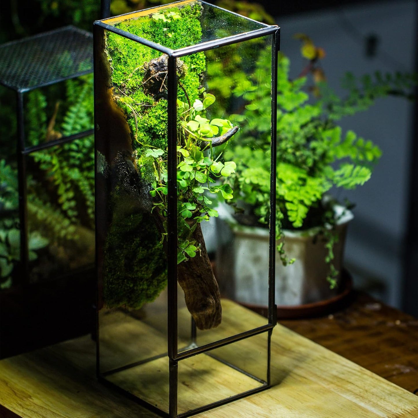 Terrario cristal 3.9x3.9x11.8pulg con puerta para helechos