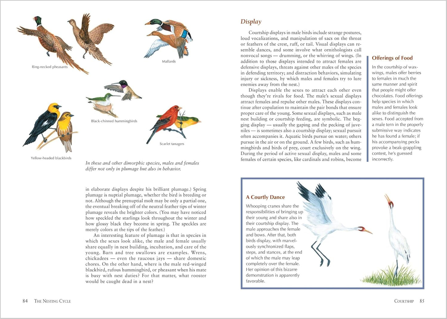 Guía Atracción y Alimentación de Aves en el Jardín
