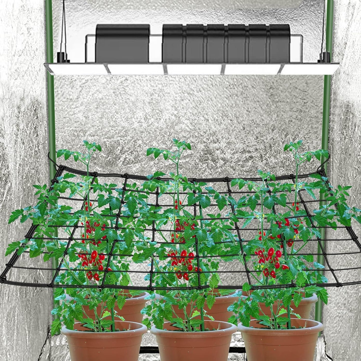 Red Scrog Elástica 2x4 para Carpa Cultivo Plantas