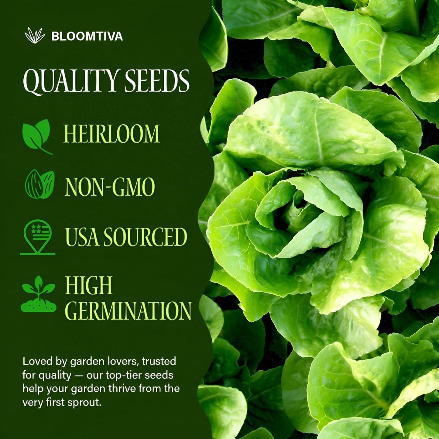 Semillas lechuga romana Parris Island Cos 8000 alta germinación