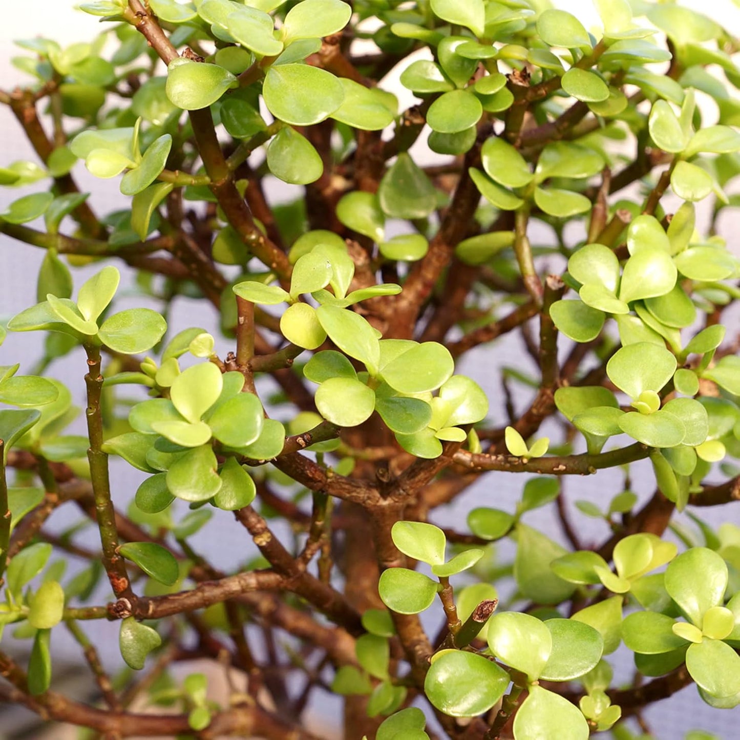 Árbol bonsái jade enano vivo 8 años 10-14pulg con bandeja humedad