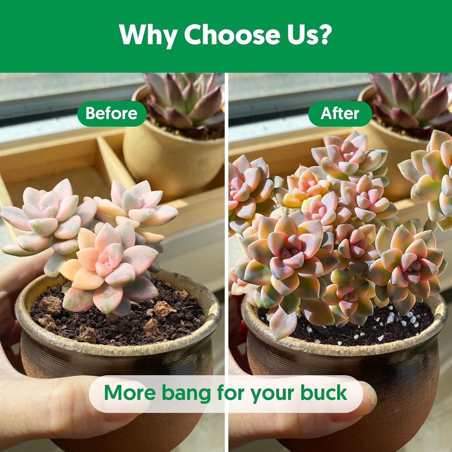 Mezcla tierra para suculentas y cactus 2qt drenaje rápido