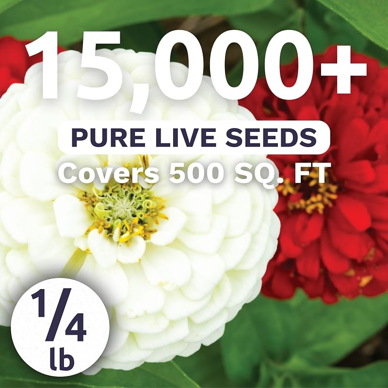 Bolsa semillas Zinnia elegans 1/4 libra 15000 unidades