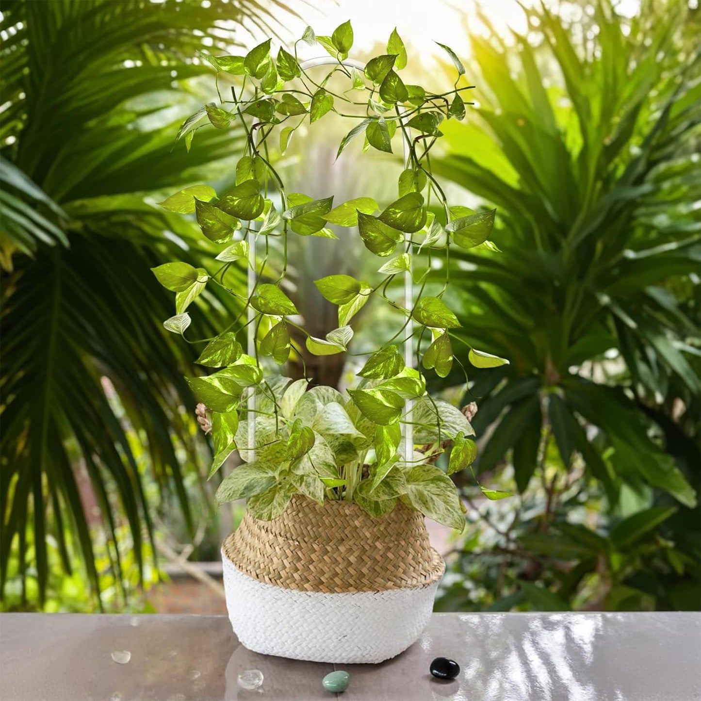 Soporte acrílico transparente para plantas enrejado forma U