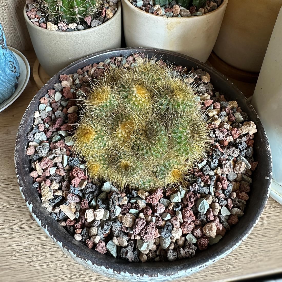 Mezcla suelo cactus suculentas roca volcánica 10lb