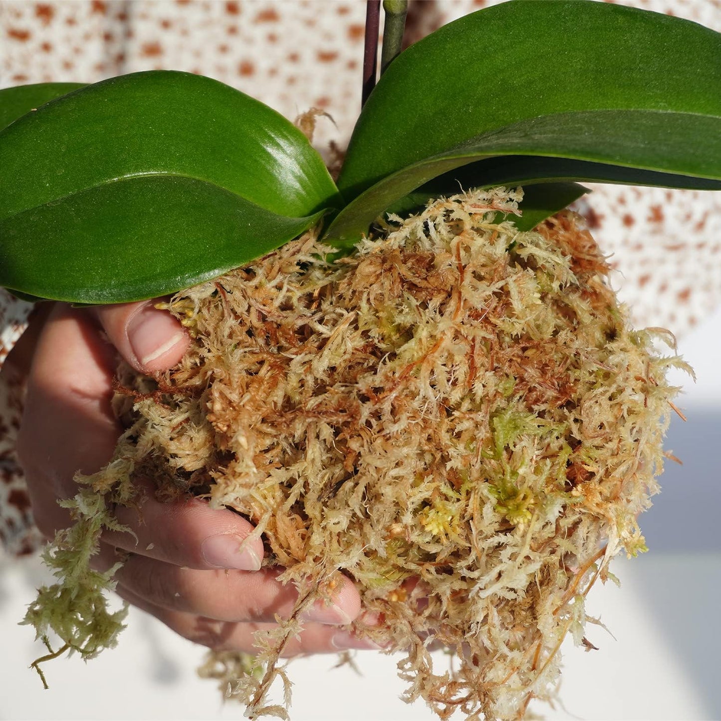 Musgo esfagno 5oz para orquídeas y propagación de plantas