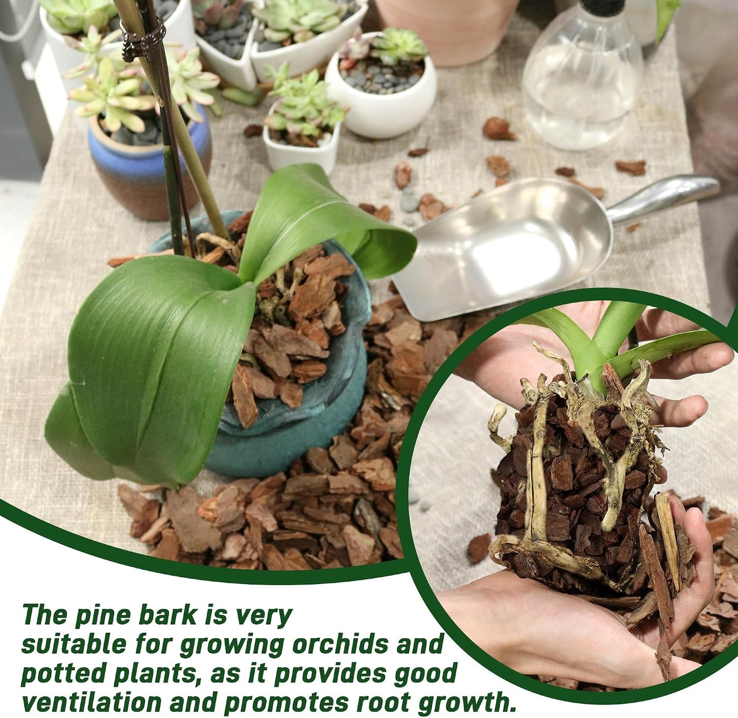 Corteza orquídea orgánica 9qt para macetas desarrollo raíces
