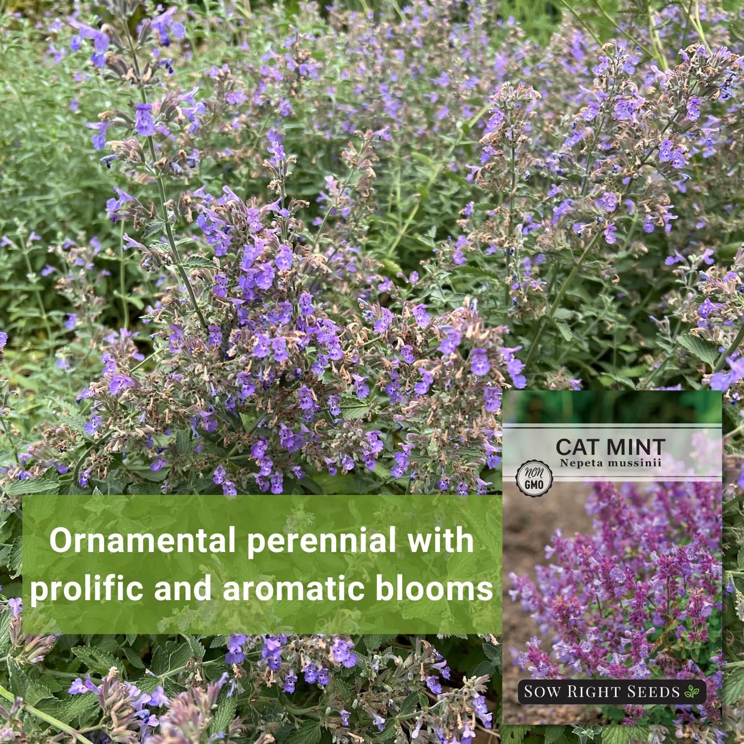 Semillas menta para gatos Nepeta sin OMG
