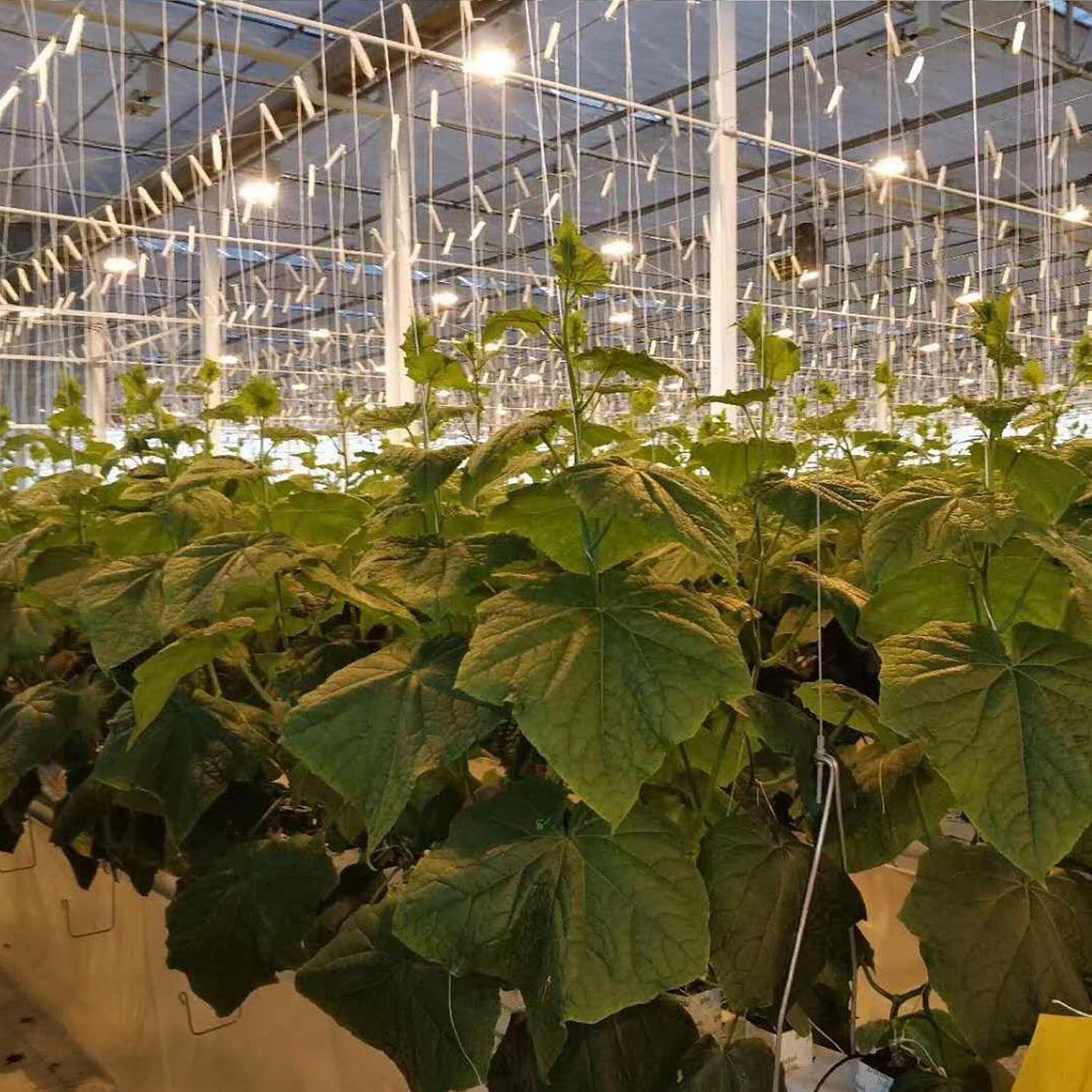 10 Ganchos Soporte Tomate 32.8" Cuerda Vegetales