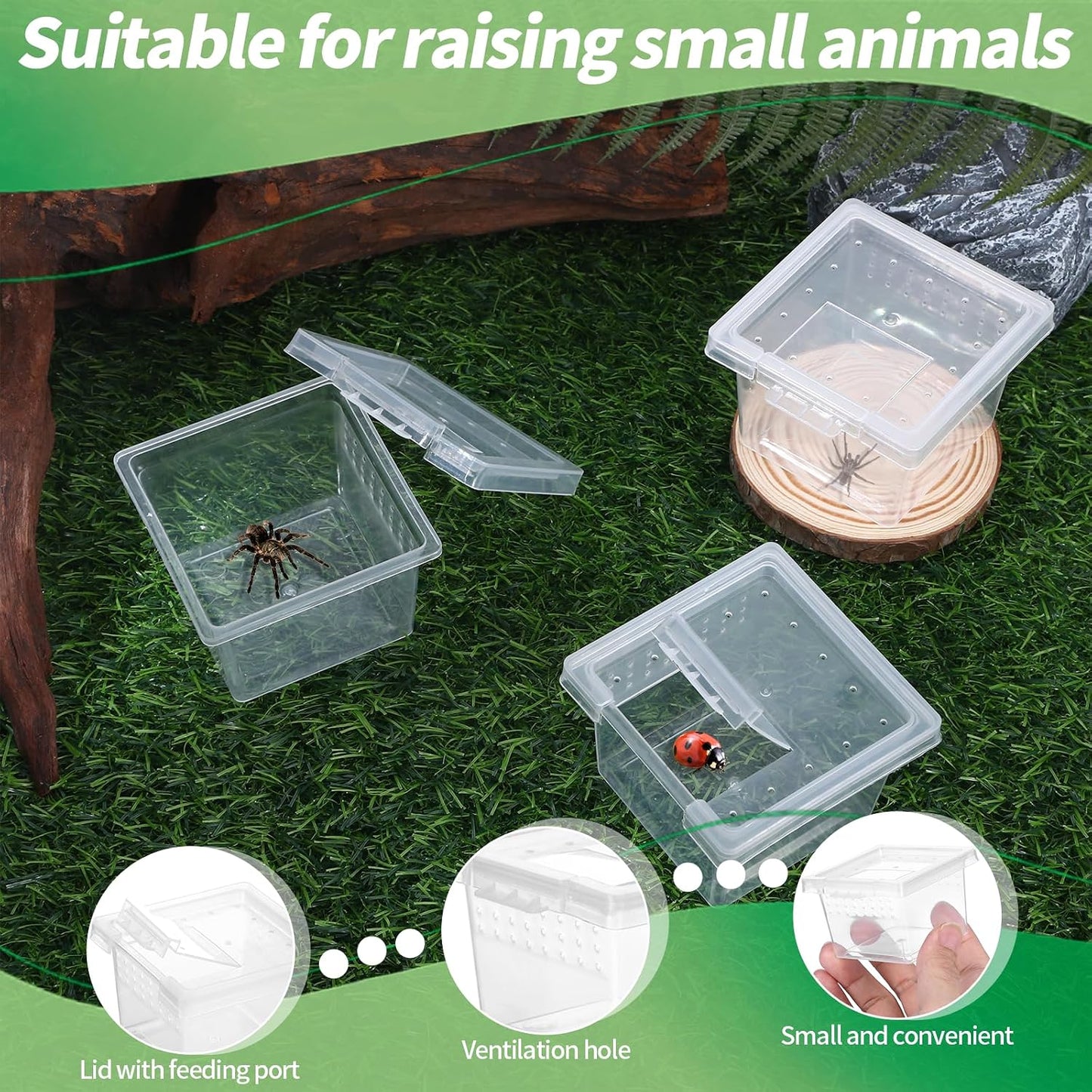 10 Pzas Protector Reptiles Plástico Transparente Mini Caja