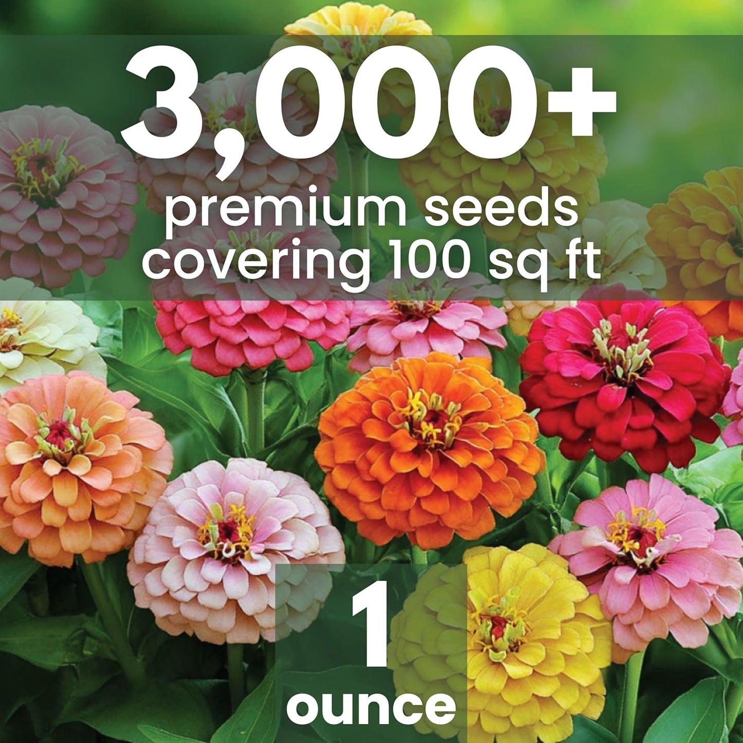 Paquete 3000 semillas Zinnia California Giants 1oz