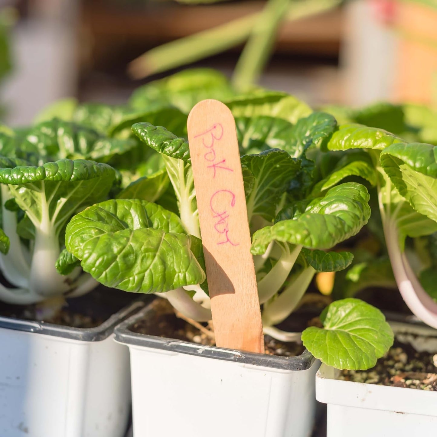 1000 semillas Bok Choy enanas para plantar embalaje impermeable