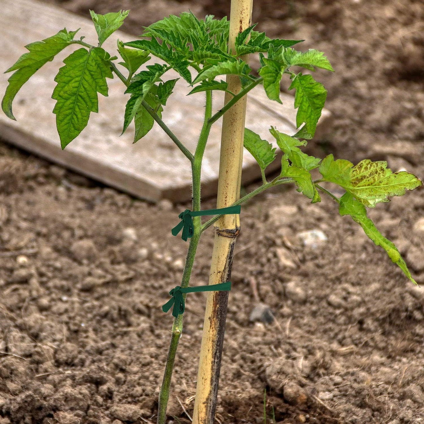 Cordel jardín verde 98ft lazo suave para plantas