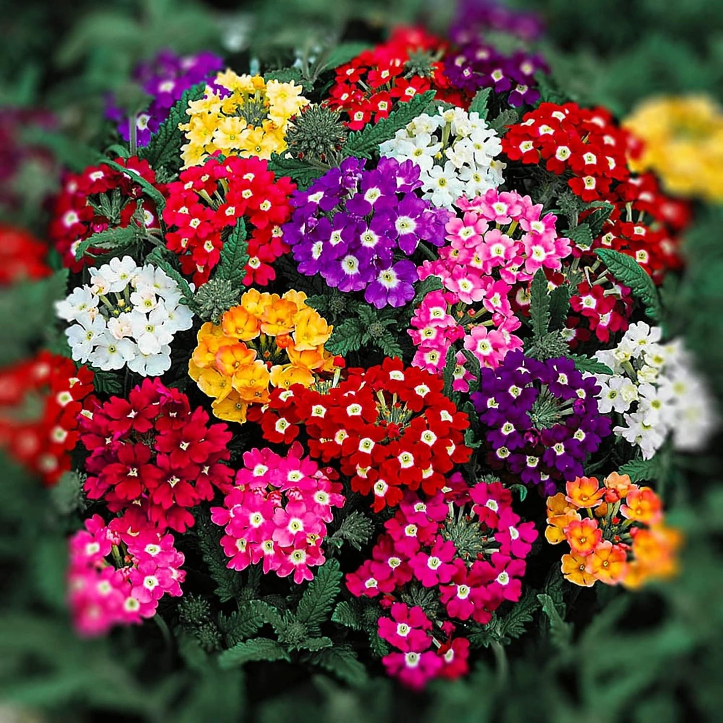 Semillas hastata azul perenne para jardín