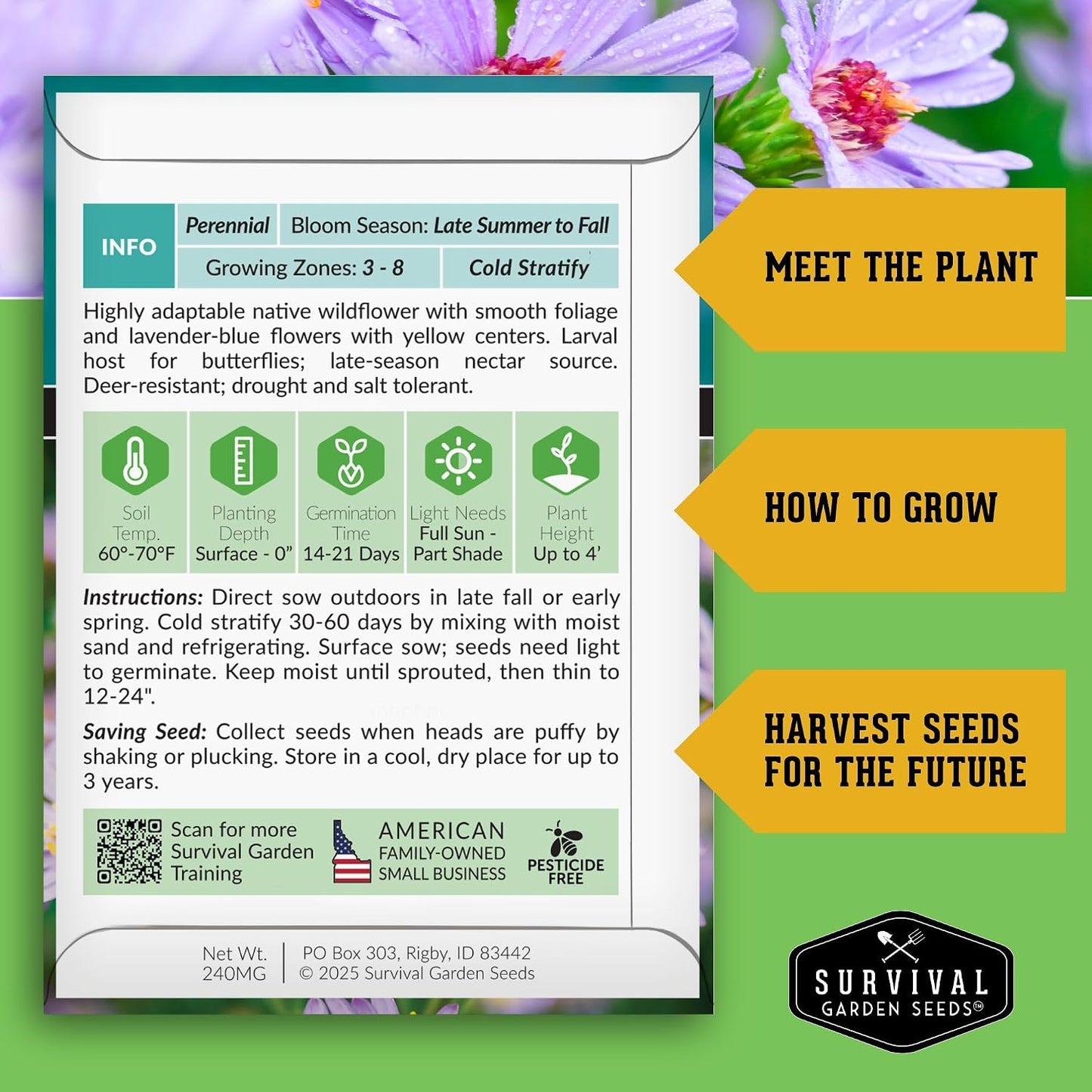 Semillas Aster Blue Aster Flor silvestre paquete 1