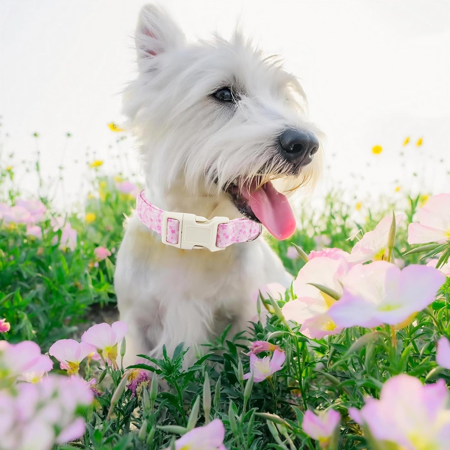 Collar floral ajustable para perros pequeños con hebilla rápida