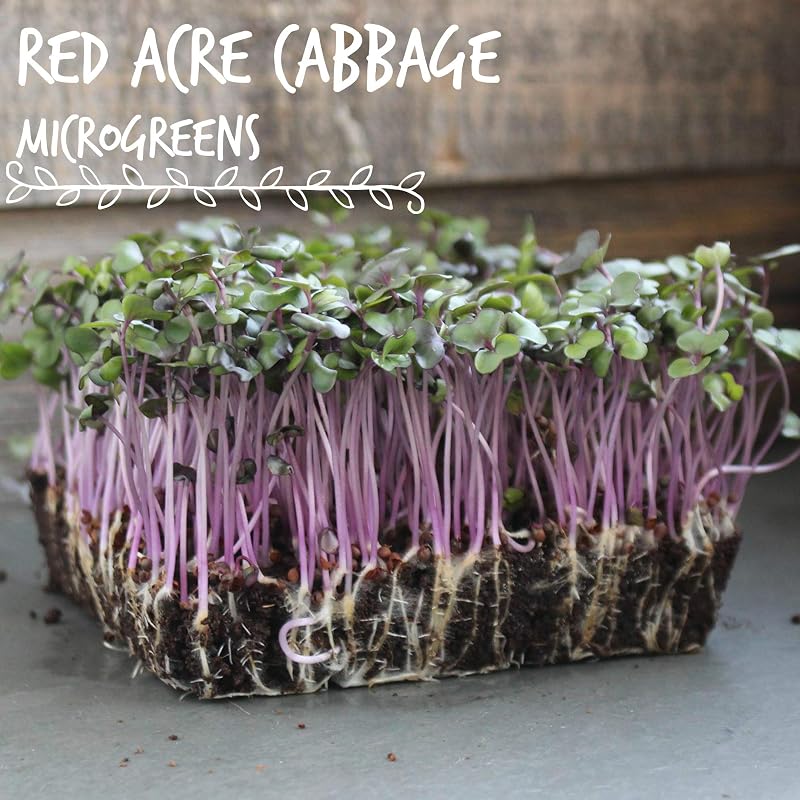 Semillas col rojo acre no gm para microgreens