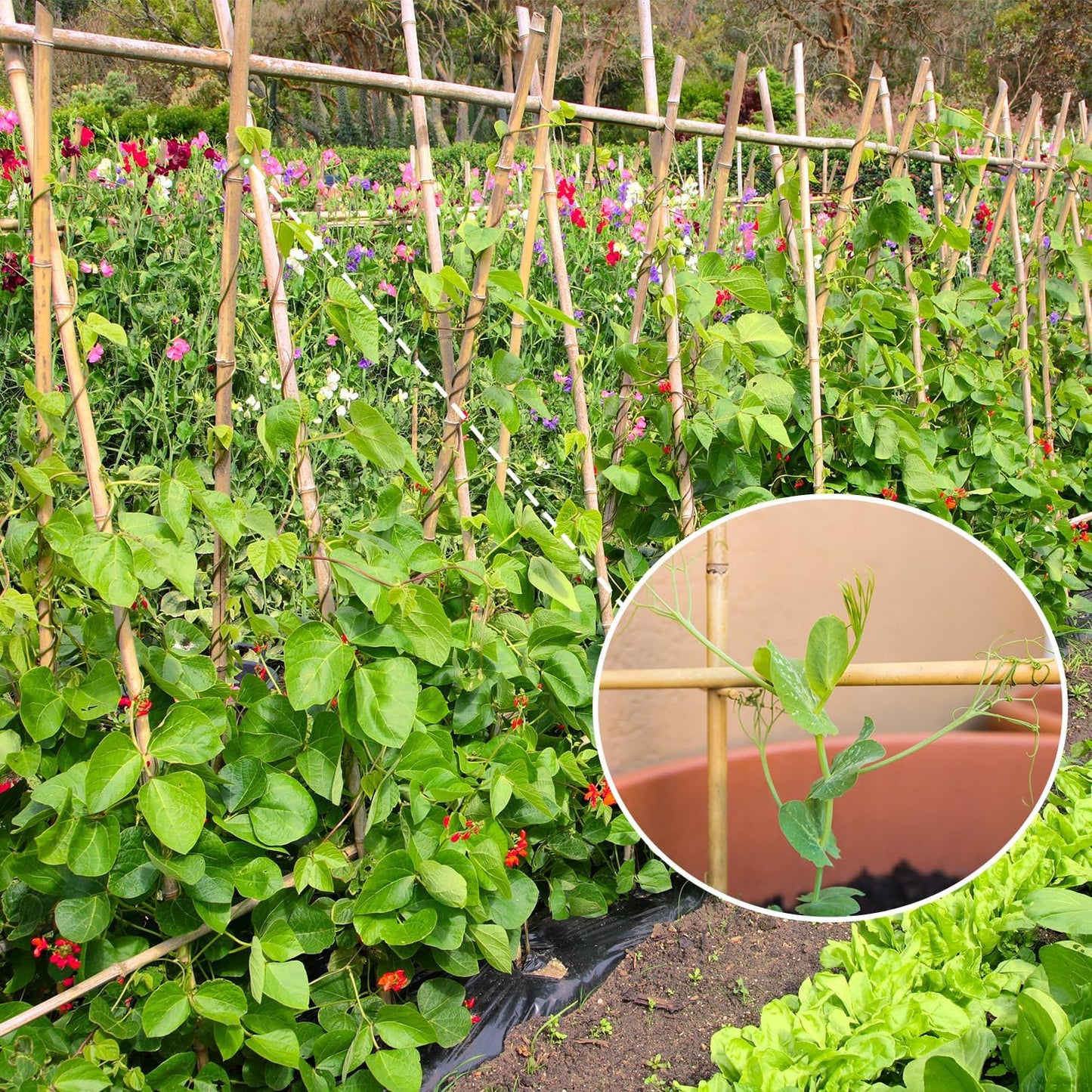 Estacas bambú 20 pzas 4.8ft para tomate vegetales