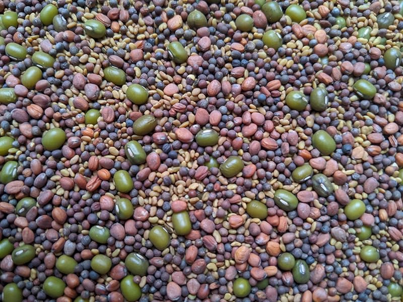 Mezcla brotes ensalada 1lb brócoli alfalfa rábano mungo