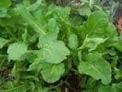 Semillas rúcula italiana 1 lb