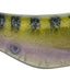 Señuelo Topwater Stutterstep 4.0 5/8oz para pesca agua dulce