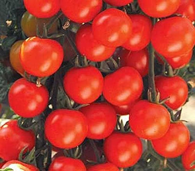 Semillas tomate Sweet Baby Girl