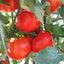 250 Semillas Tomate Rutger's 0.04oz Cosechadas EE.UU.