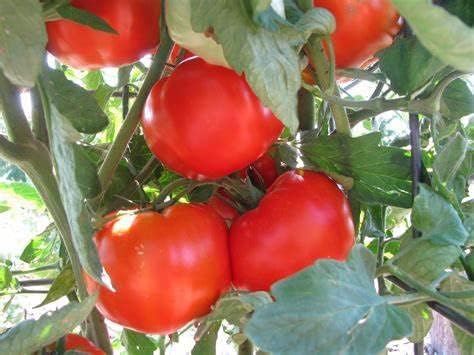 250 Semillas Tomate Rutger's 0.04oz Cosechadas EE.UU.