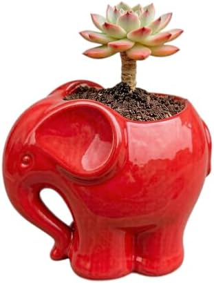 Macetas cerámica elefante para suculentas cactus rojo